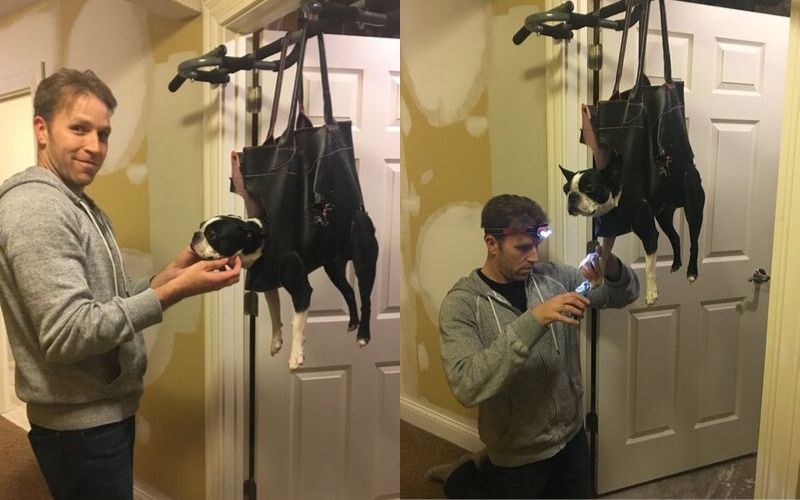 dog nail trick with a purse