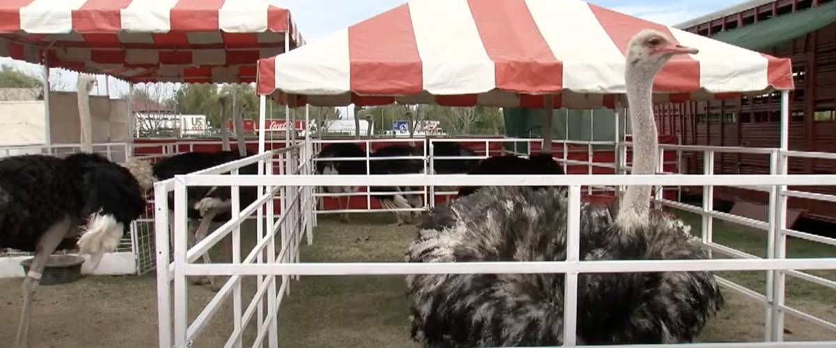 Chandler Ostrich Festival