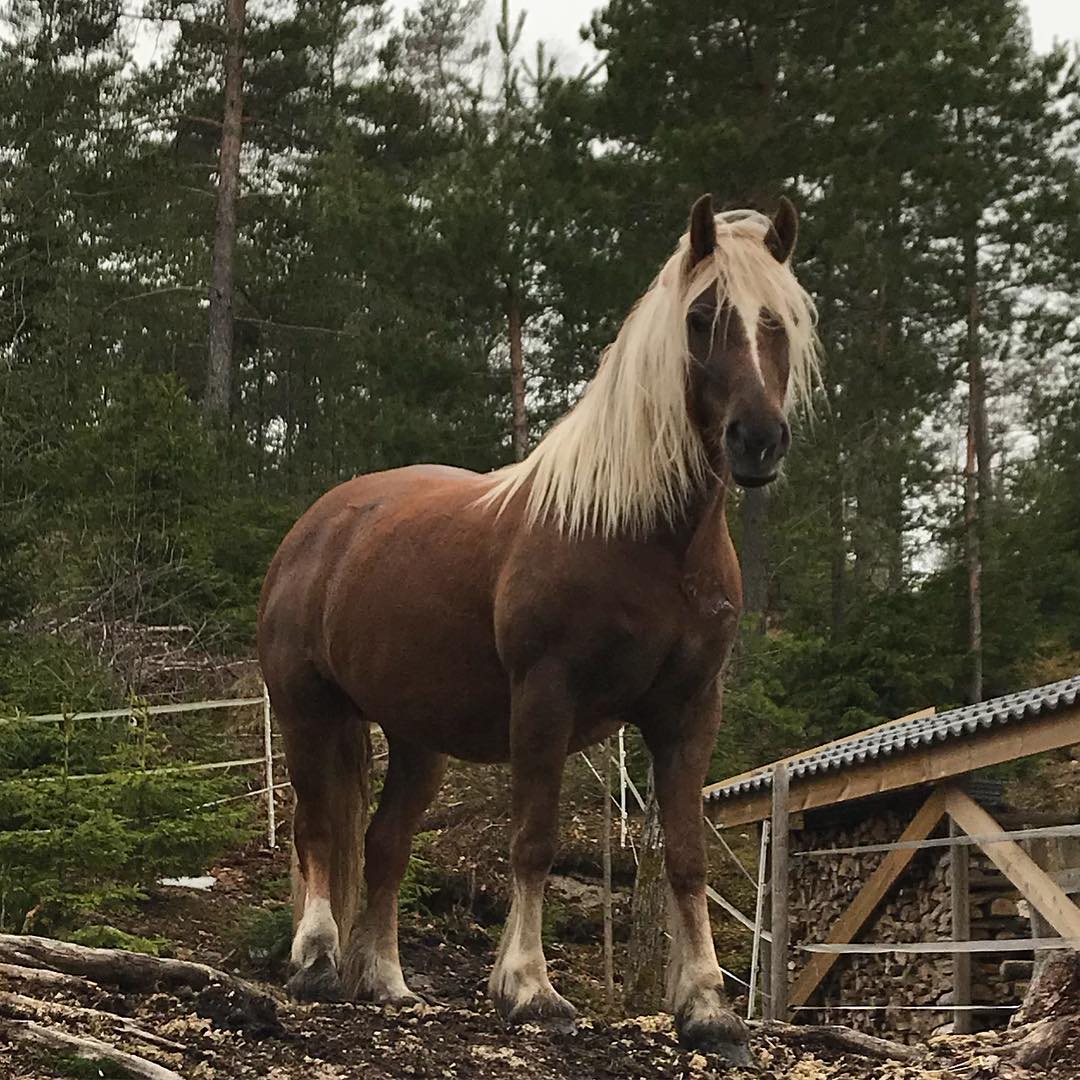 Flaxen mane chestnut in the woods