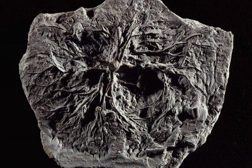 Fossil Depth What Is The Deepest Fossil | A fundamental limit to the search for the ...
