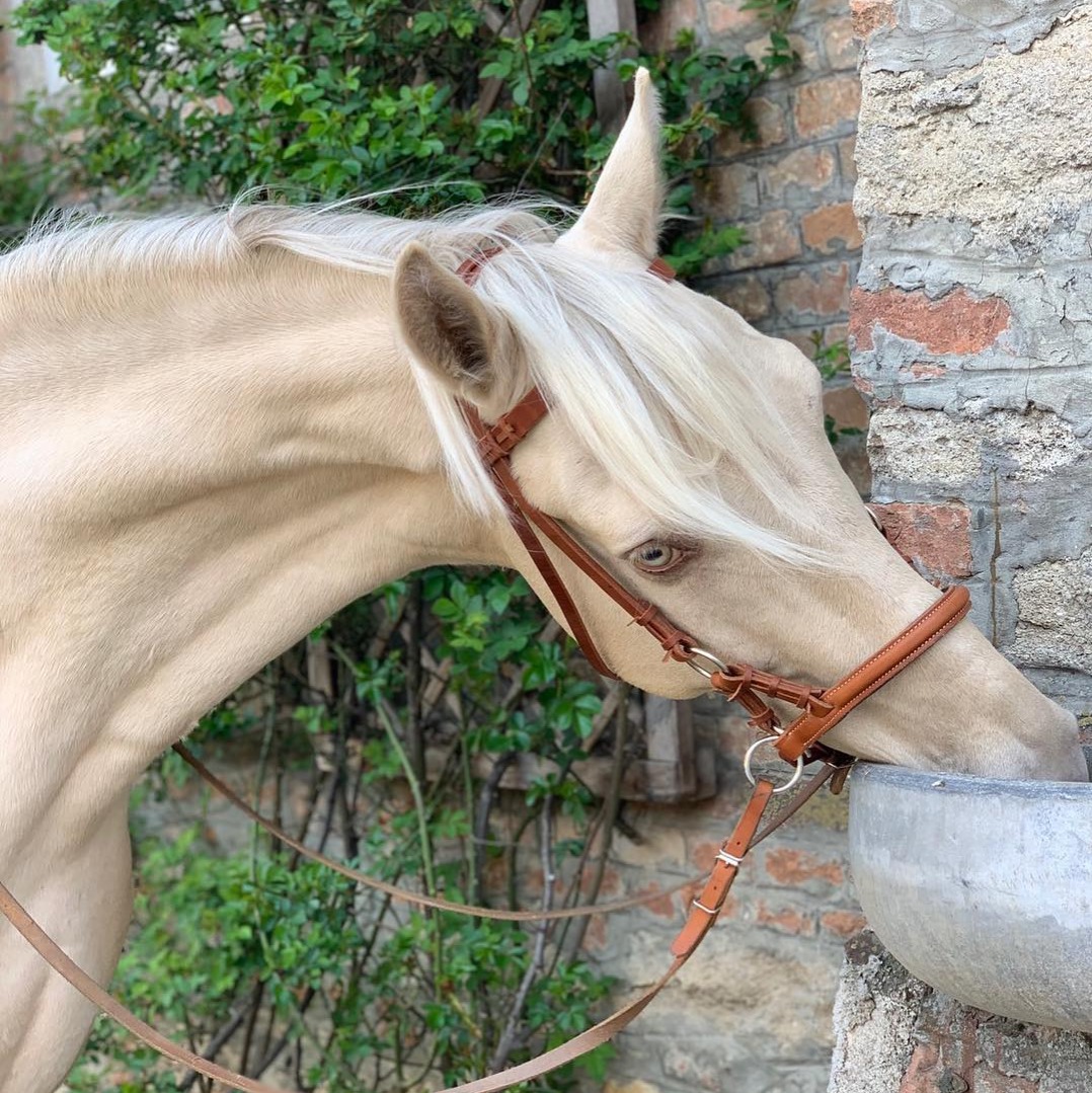 champagne horse taking a drink of water