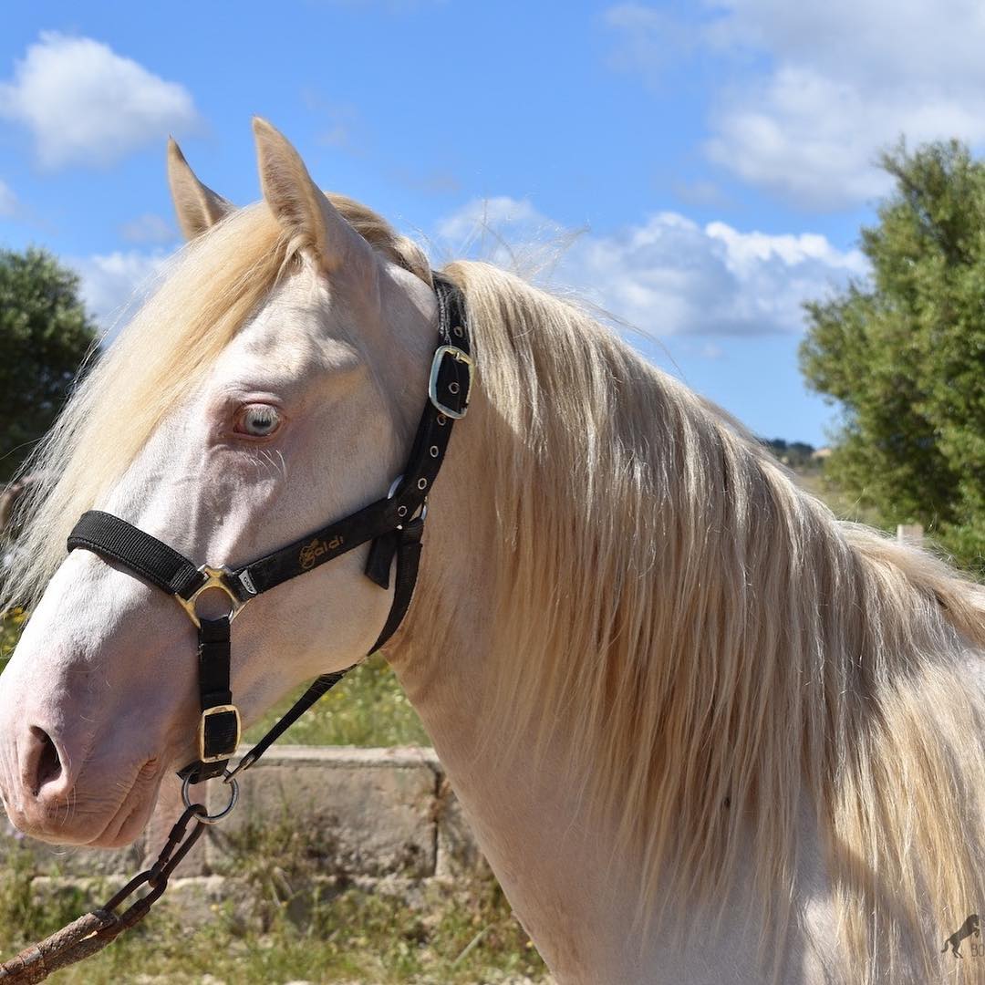 Perlino horse close up
