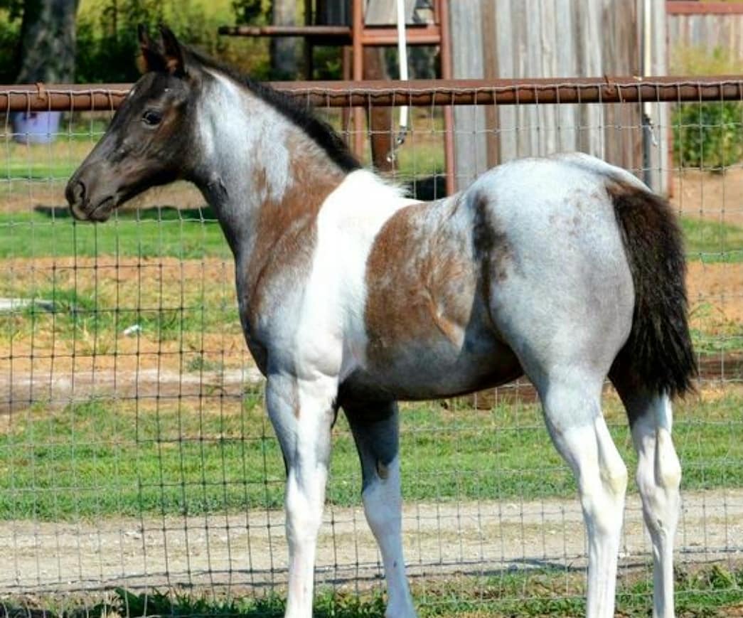 foal roan paint stands near fence