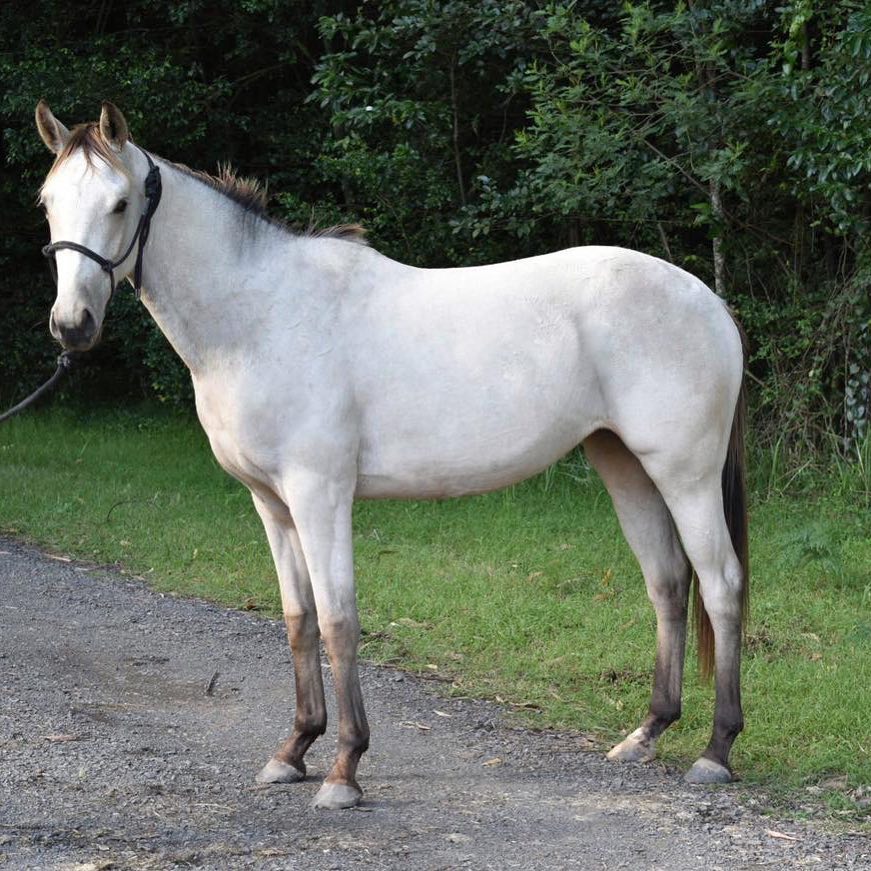 silver buckskin horse with a rein