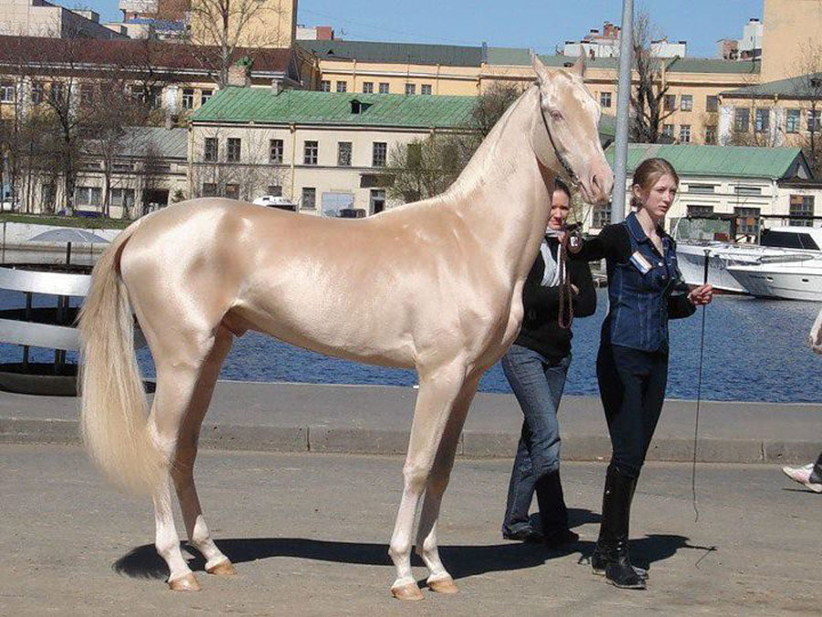 unique-horse-colors-0-12491